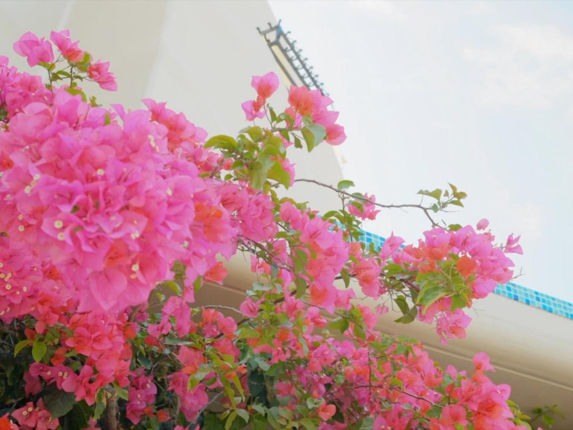 Yuki Suite Kourijima Nakijin Exterior foto